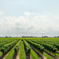 Blick auf ein Weingut