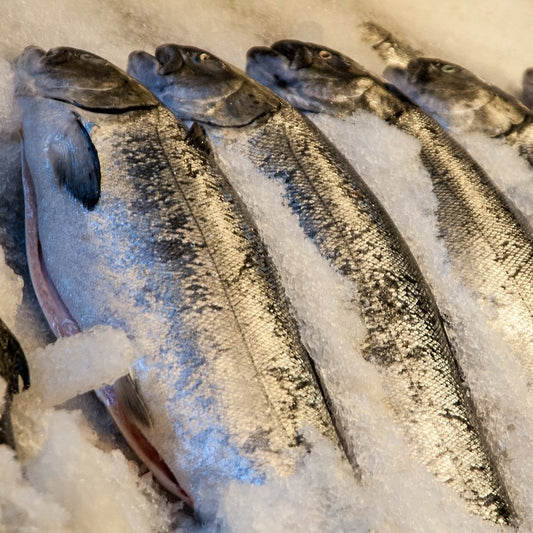 Fische liegen in Eis zum Verkauf bereit