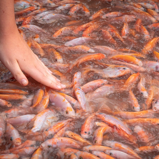 Ein Fischzüchter berührt schwimmende Fische mit der Hand