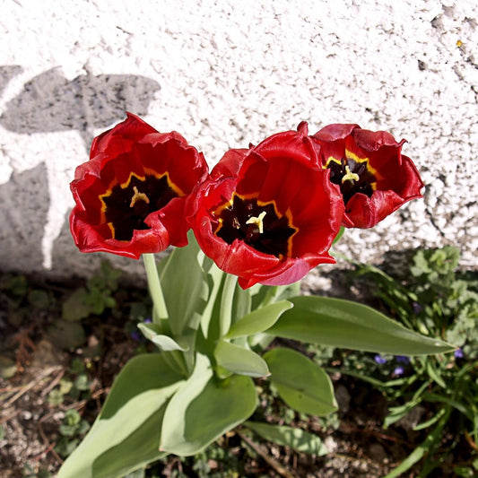 Blumen blühen vor einem Friedhofsgrab