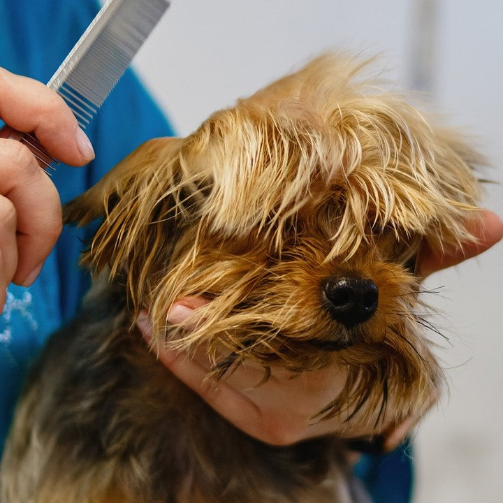 Ein Hund wird von einem Hundefriseur gekämmt