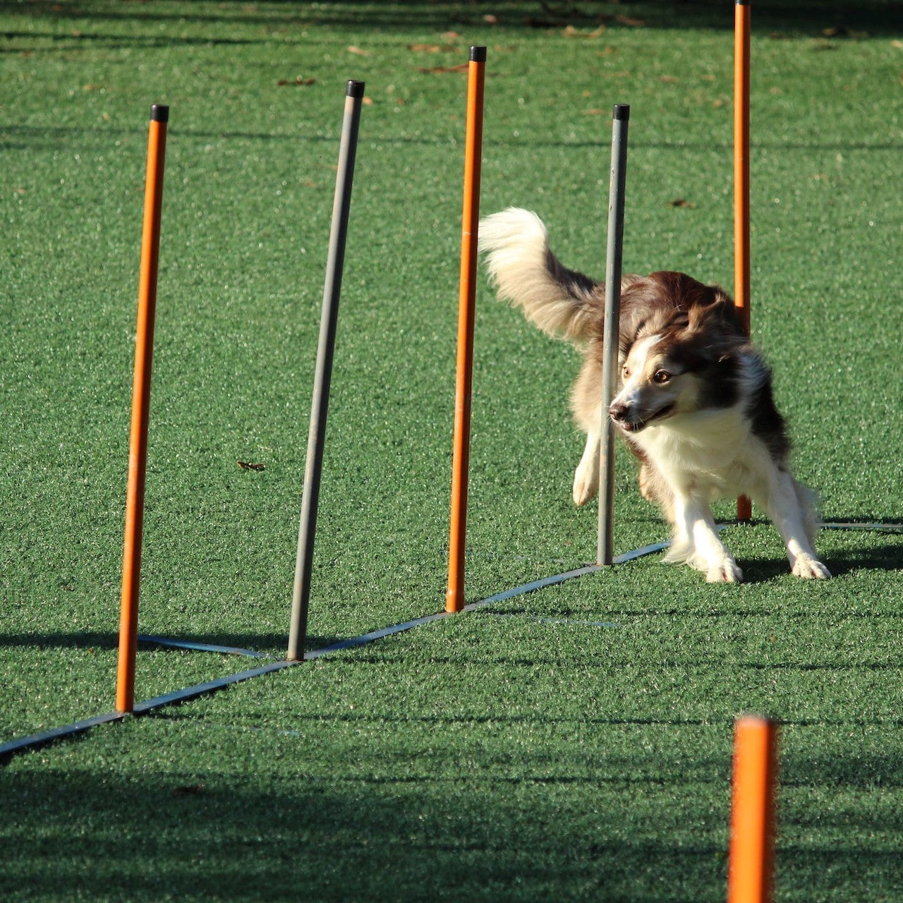 Ein Hund bewältigt einen Hindernis-Parkour in einer Hundeschule