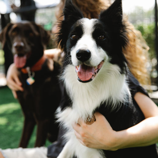 Adressen aller Hundezuchten in Deutschland