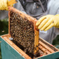 Ein Imker betrachtet Honig, an dem viele Bienen sitzen