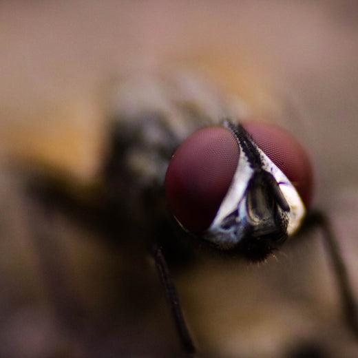 Adressen aller Insektenschutzbetriebe in Deutschland