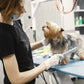 Eine Tierheilpraktikerin kämmt einen Hund
