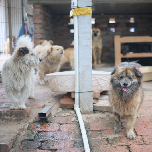 Hunde in einem Tierheim