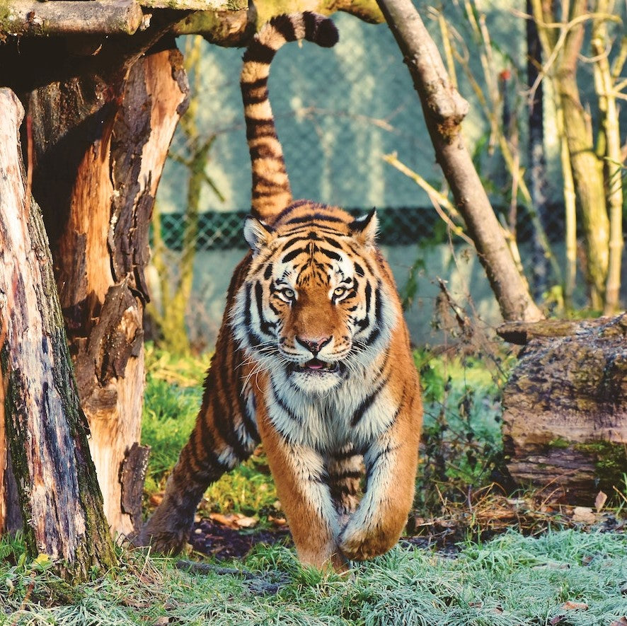 Tiger in einem Zoo